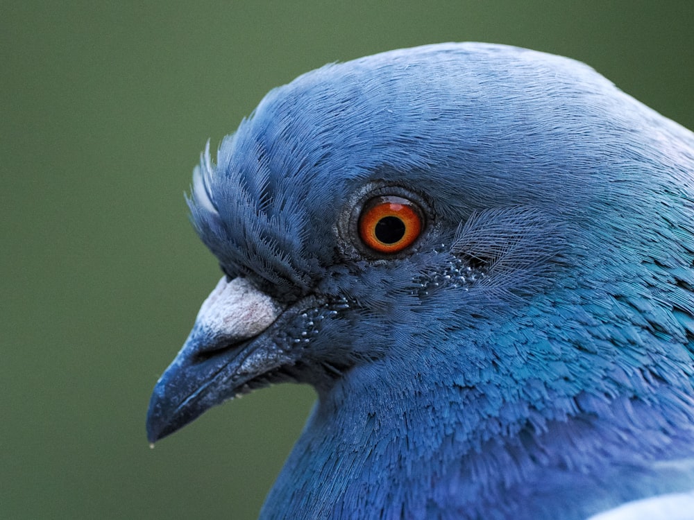 a close up of a blue bird with orange eyes