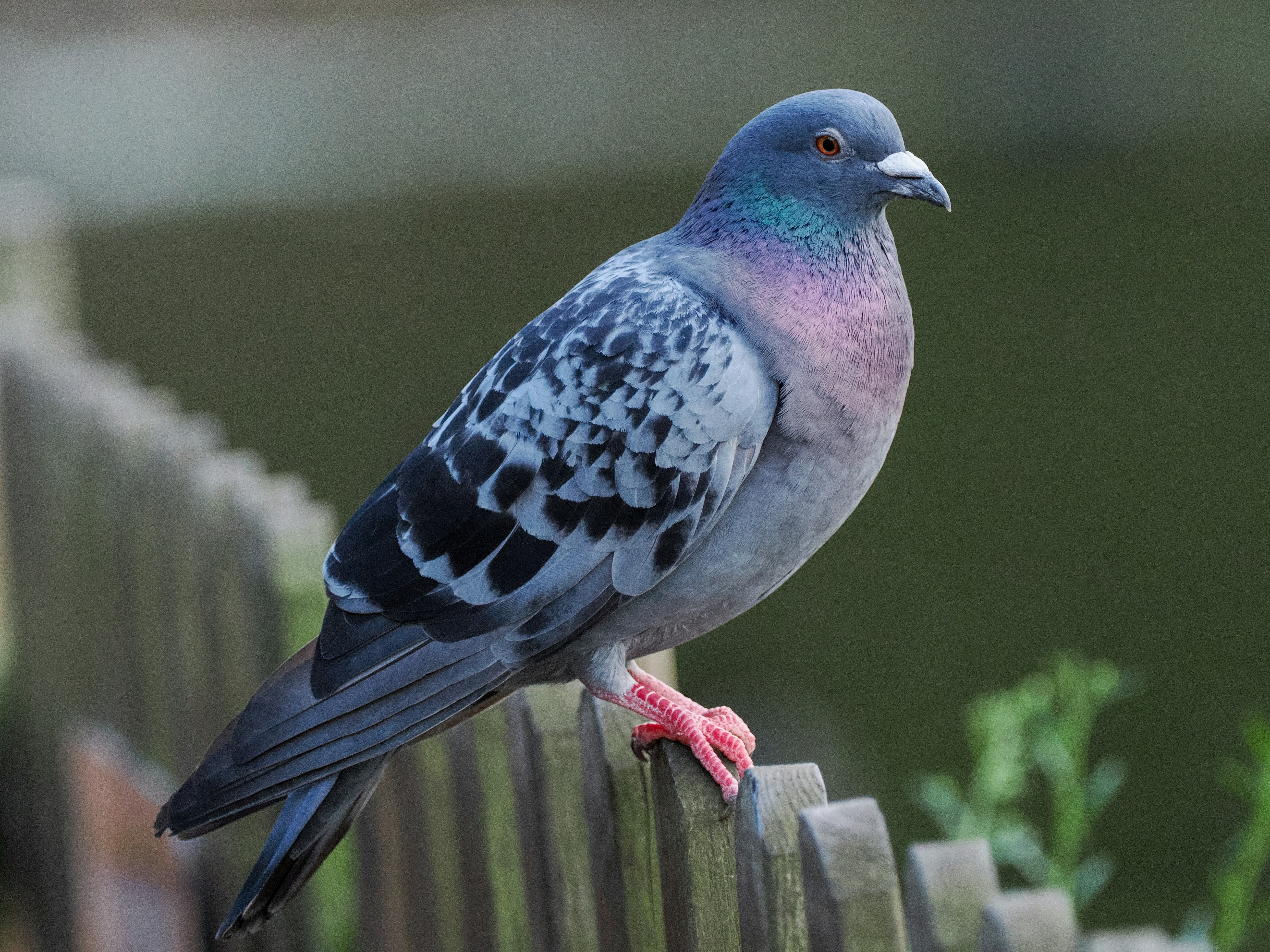 Feral Pigeon