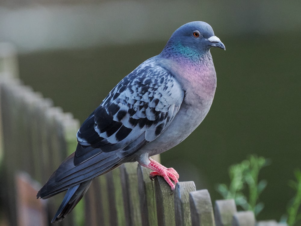 a colorful bird perched on a wooden fence