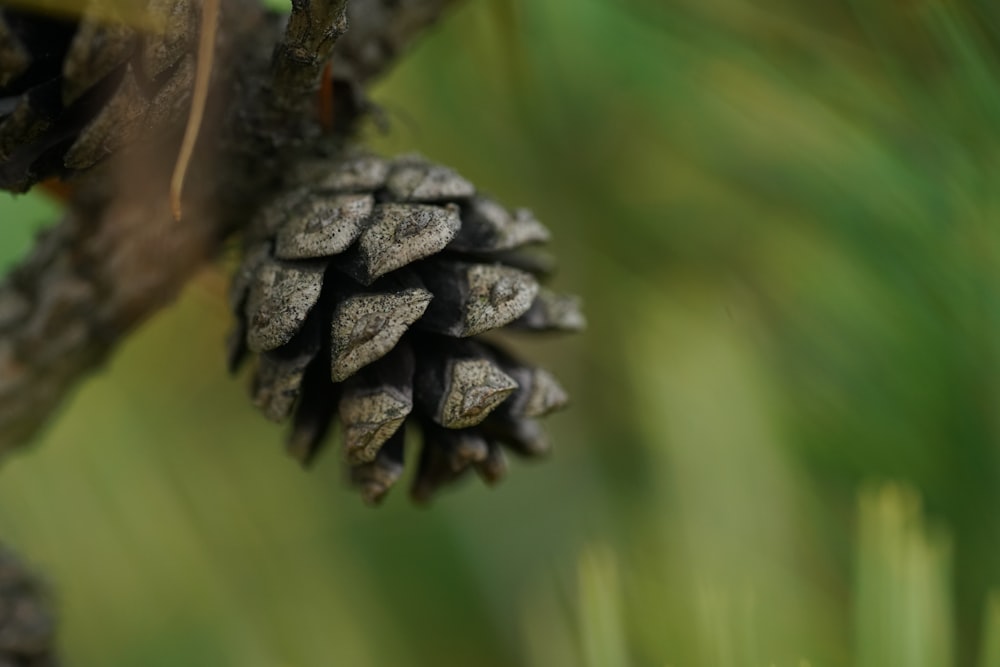 a close up of a pine cone on a tree branch