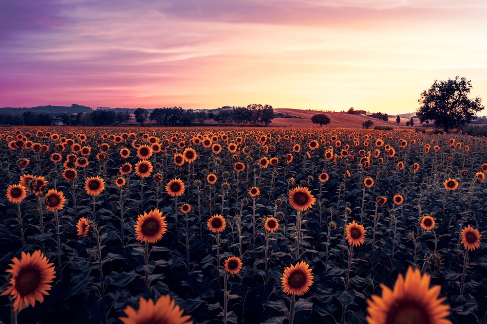a field of sunflowers with a sunset in the background