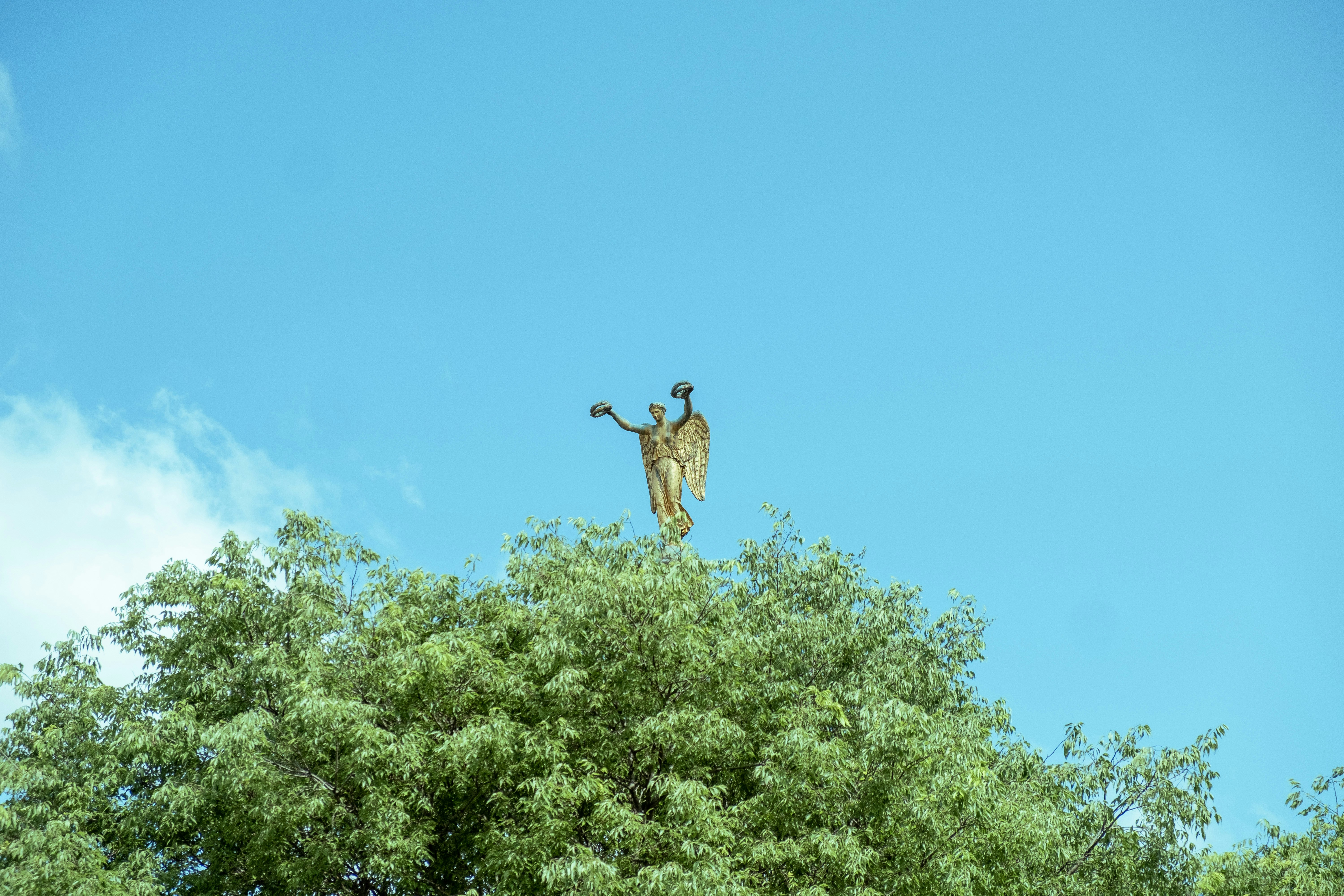 Un uccello è appollaiato sulla cima di un albero
