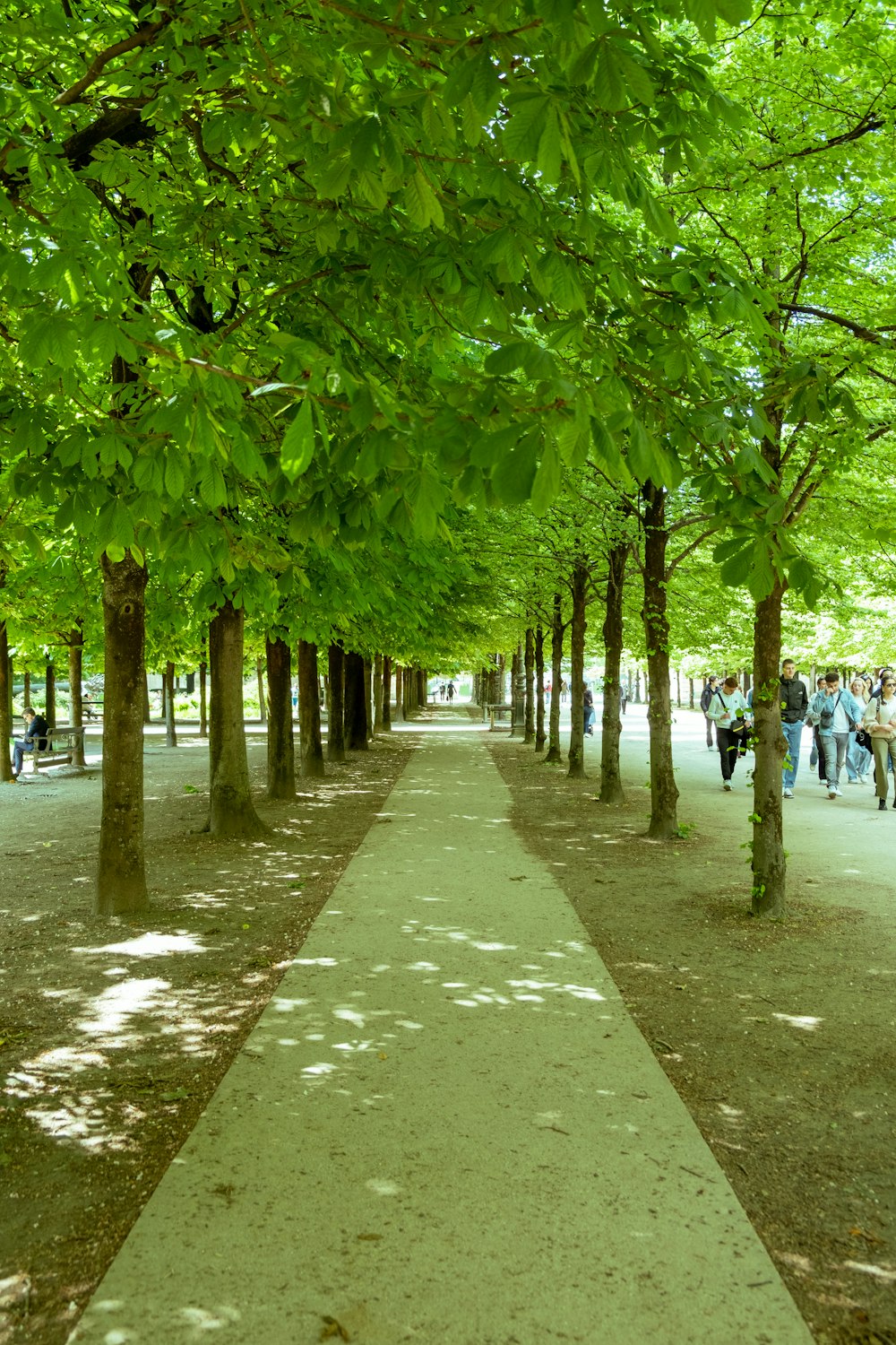 a long tree lined walkway in a park