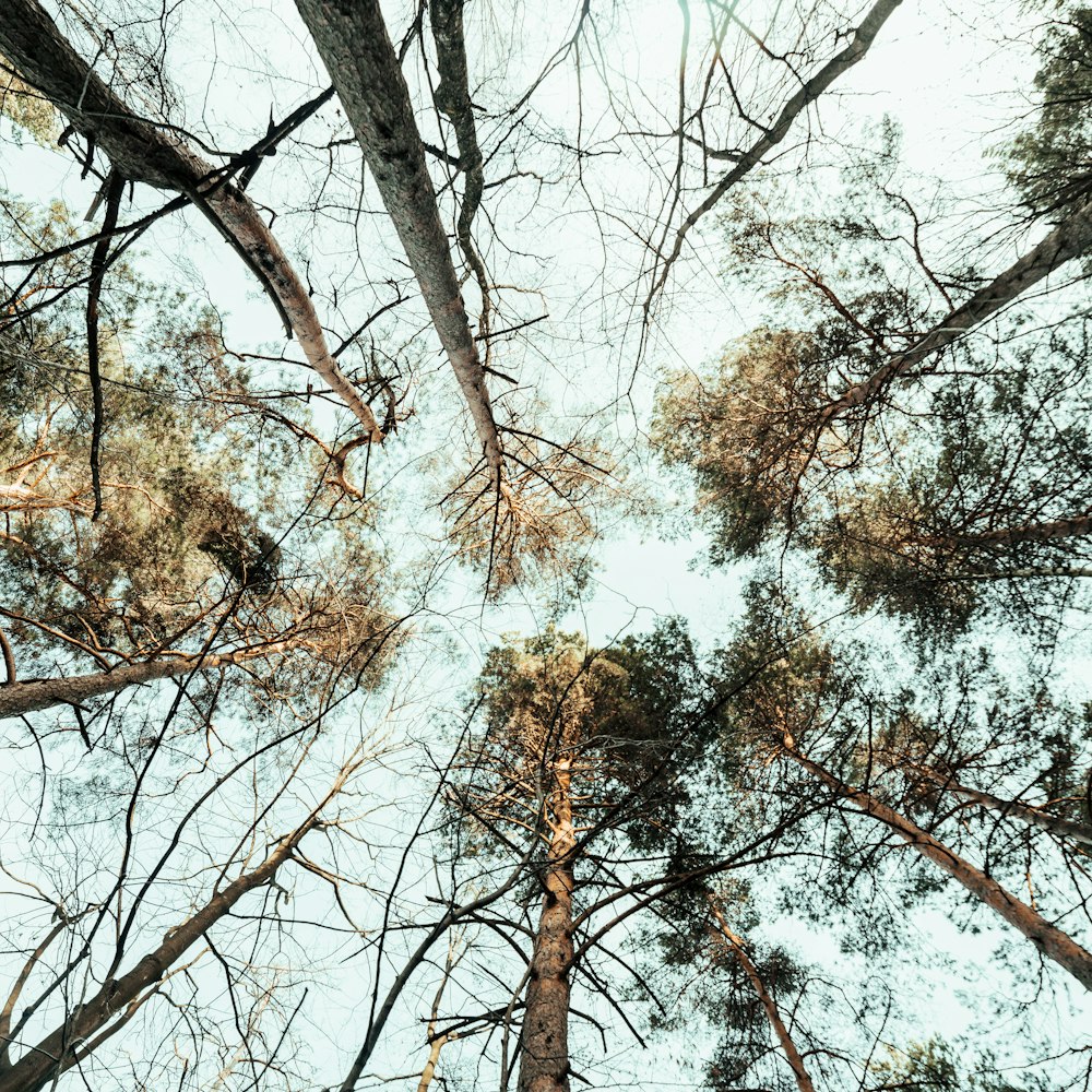 looking up at the tops of tall trees