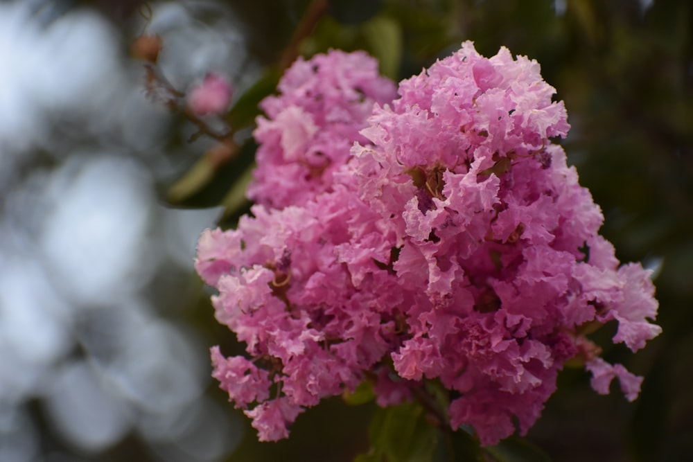 a close up of a pink flower on a tree