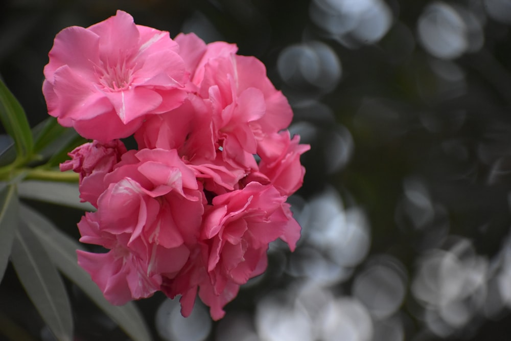 a close up of a pink flower with blurry background