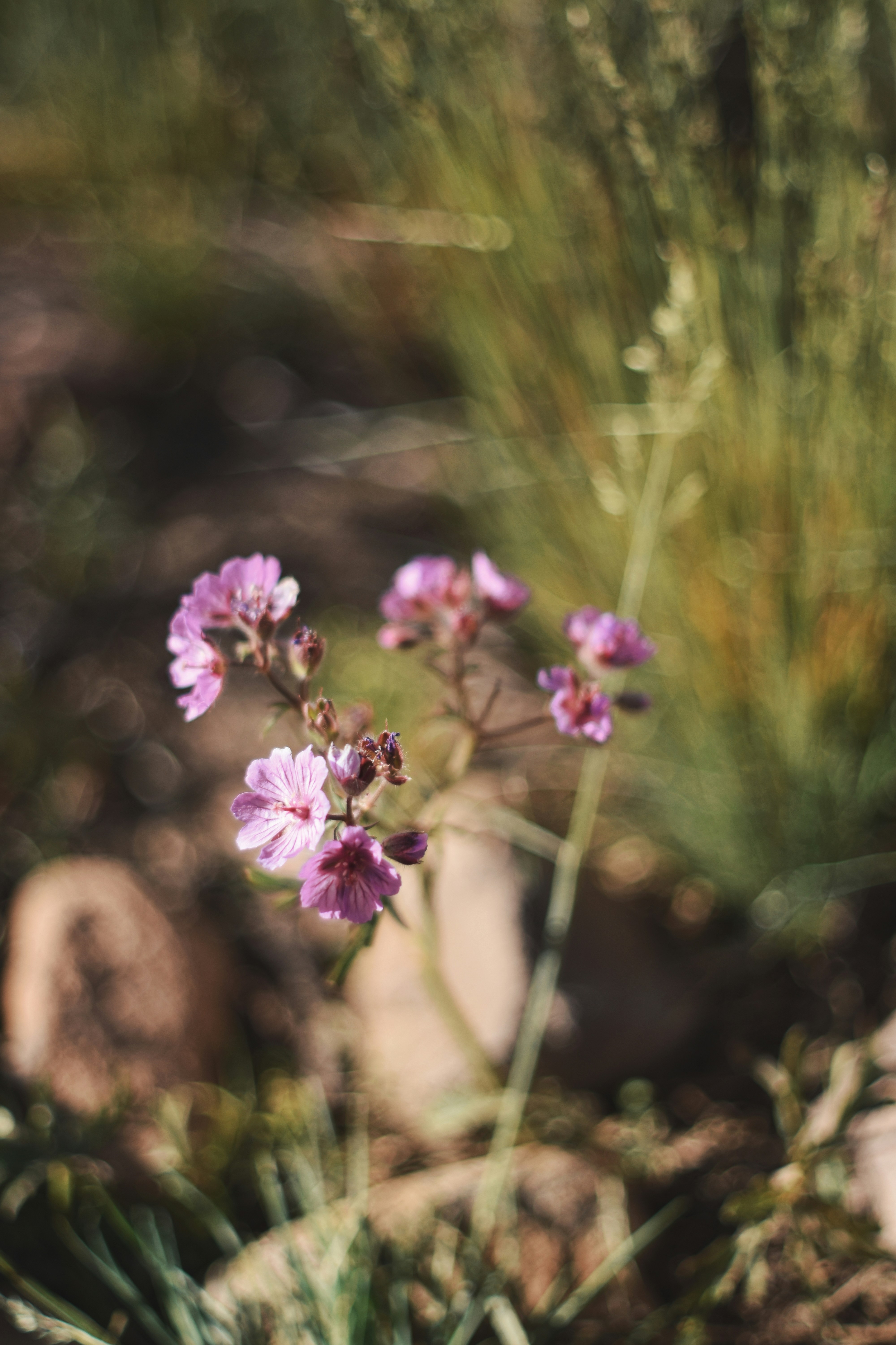 Photo by aliisarvari