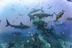 a large group of sharks swimming over a coral reef