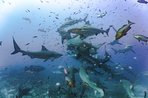 a large group of sharks swimming over a coral reef