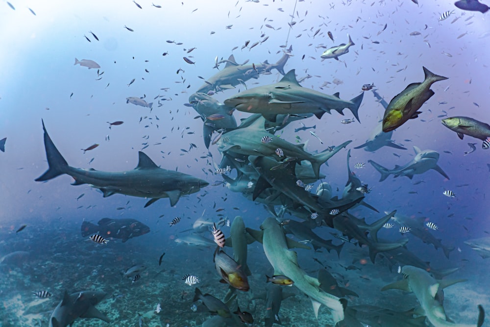 a large group of sharks swimming over a coral reef