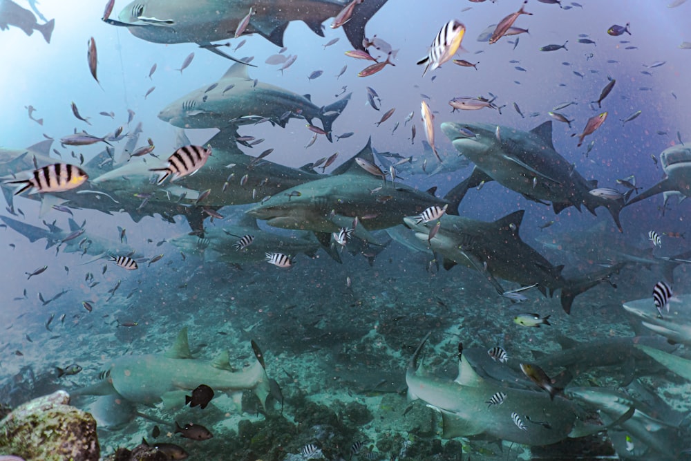 a large group of sharks swimming over a coral reef