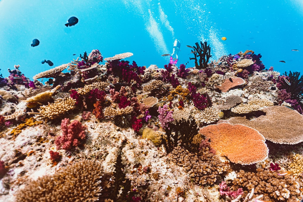 an underwater view of a coral reef with fish