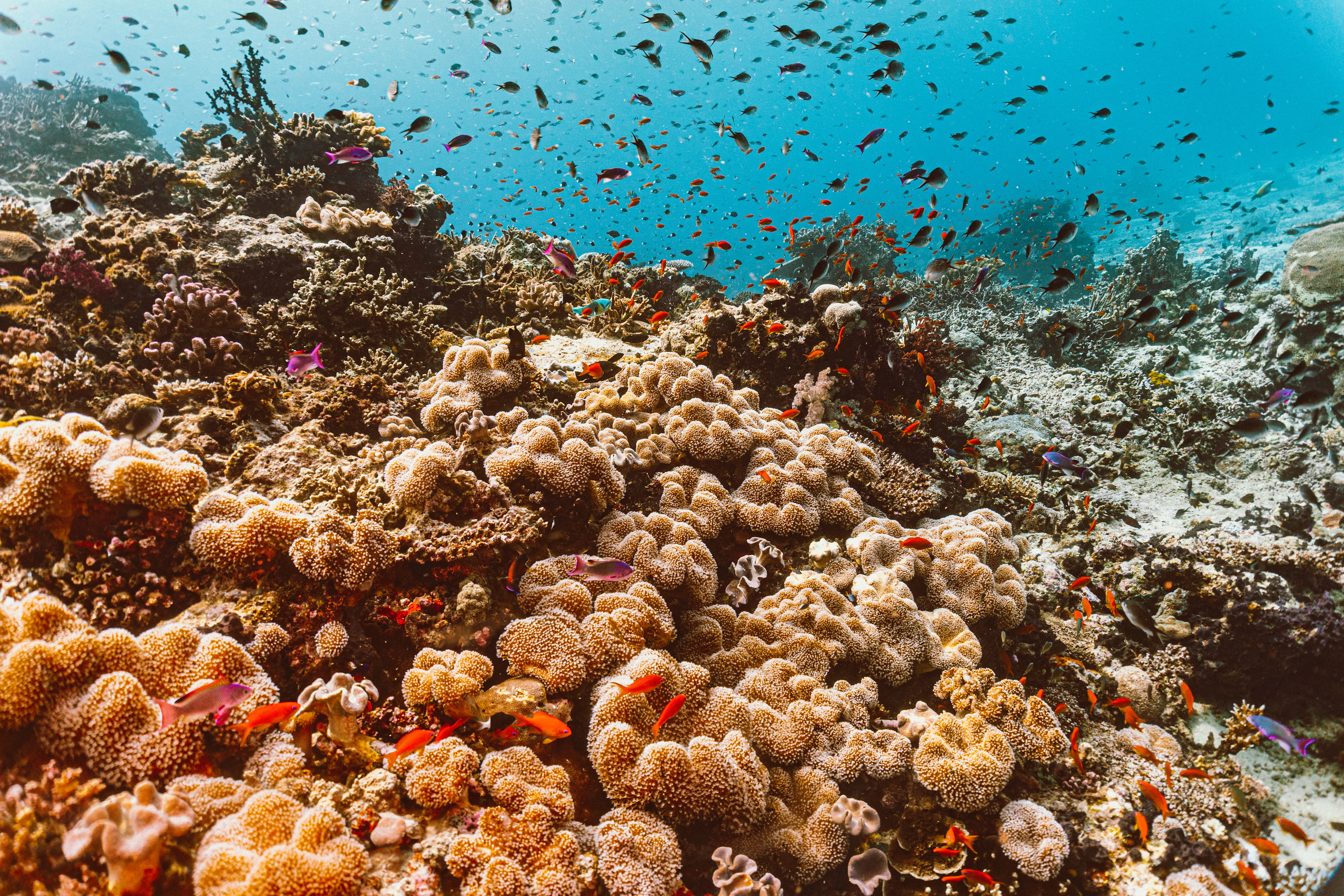 A shoal of fish above soft corals on the Rainbow Reef in the Somosomo Strait