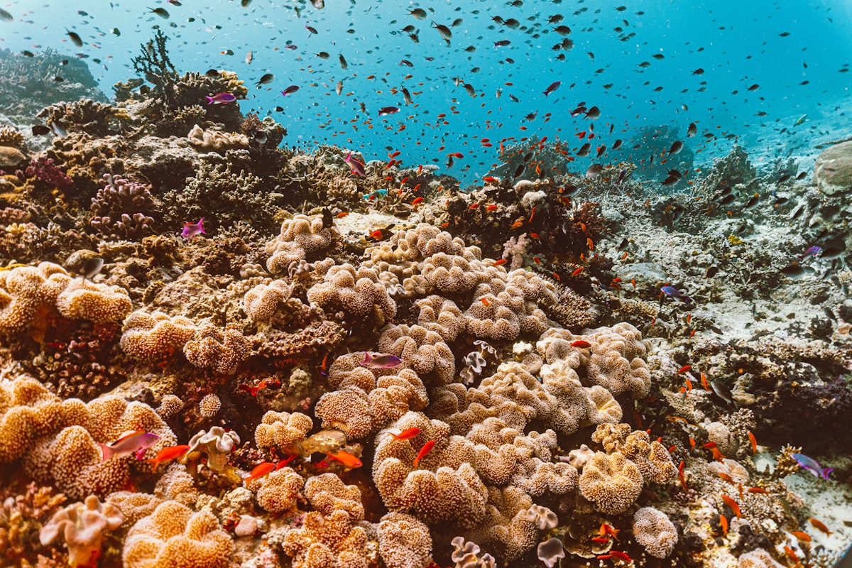Underwater view of a coral reef crowded with clouds of small orange fish against deep blue water