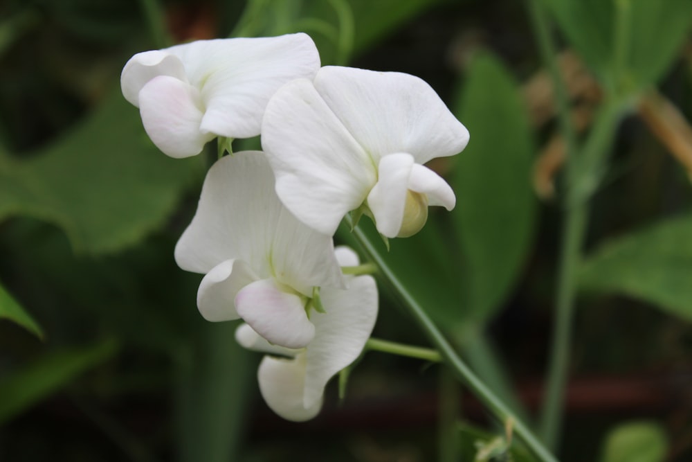 a close up of a white flower with green leaves in the background