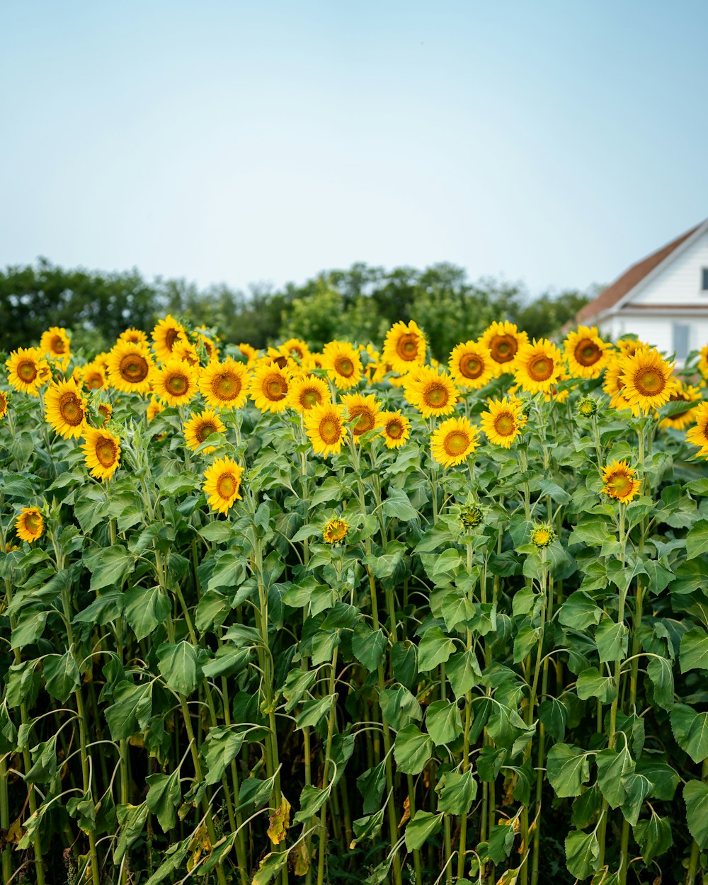 a field of sunflowers with a house in the background