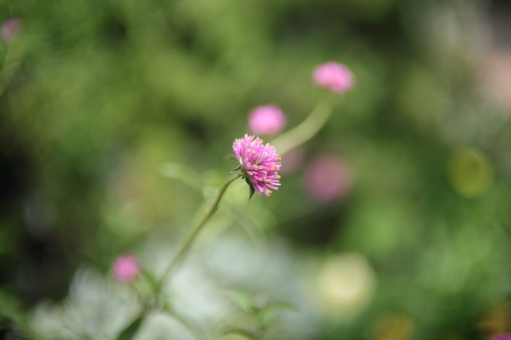 a close up of a pink flower with blurry background