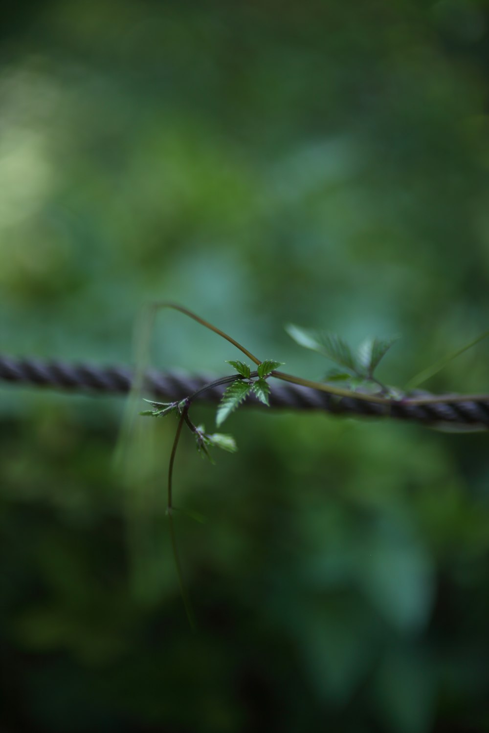 a close up of a wire with a plant on it