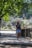 A person walking in a park, enjoying the outdoors while checking their mobile phone.