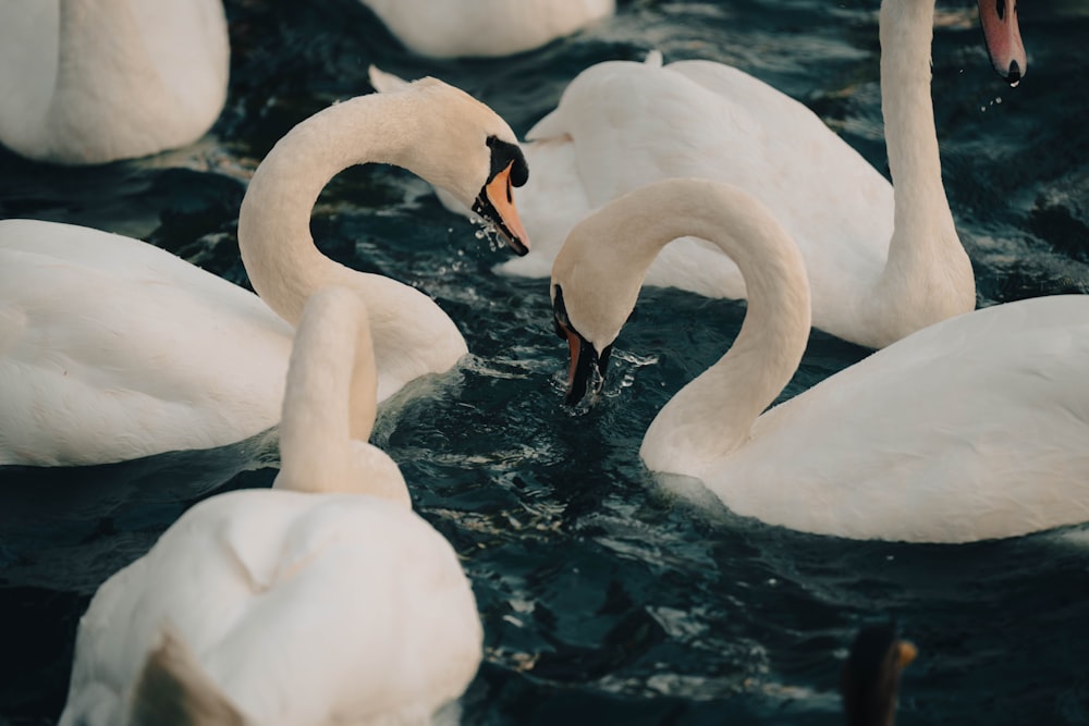 a group of white swans swimming in the water