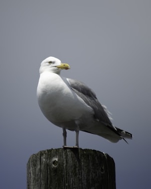 A seagull is perched on top of a weathered wooden post against a gray sky. The bird has a white body, a gray back, and a yellow beak.
