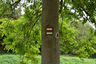 Sustainable forestry and nature-inspired imagery representing Natture's commitment to environment and people.