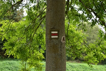 The image features a tree trunk in a lush green forest setting. On the trunk, there are painted trail markers consisting of three horizontal lines, with the outer lines in white and the middle line in red. Surrounding the trunk are vibrant green leaves from the tree branches, contributing to a tranquil, natural atmosphere.