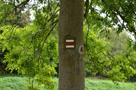 The image features a tree trunk in a lush green forest setting. On the trunk, there are painted trail markers consisting of three horizontal lines, with the outer lines in white and the middle line in red. Surrounding the trunk are vibrant green leaves from the tree branches, contributing to a tranquil, natural atmosphere.