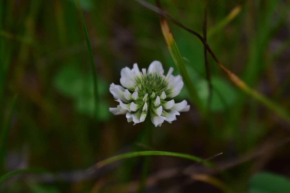 a close up of a white flower in a field