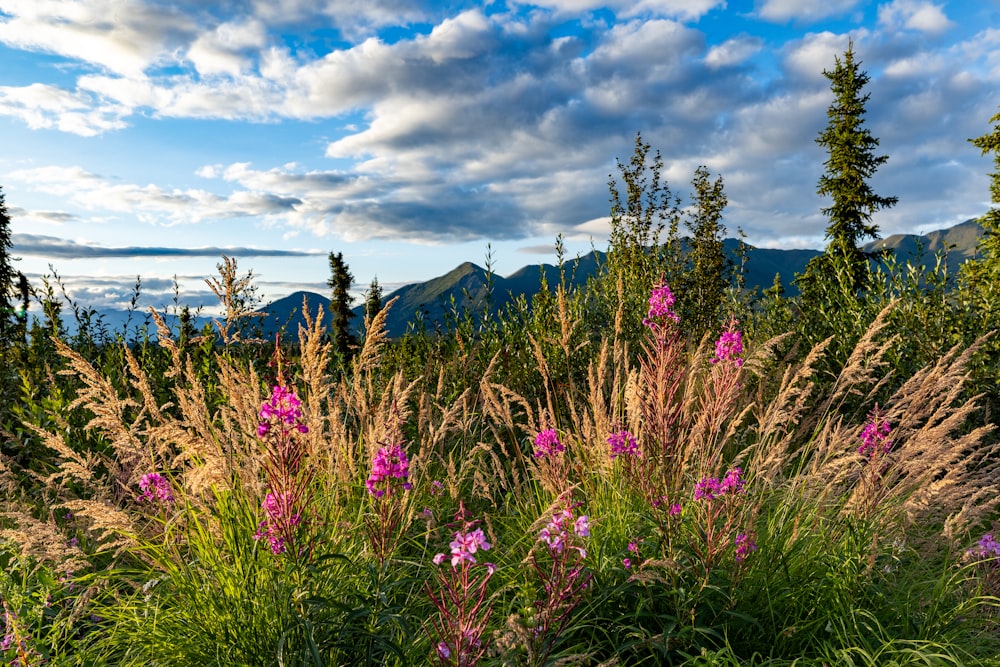 a field of wildflowers with mountains in the background