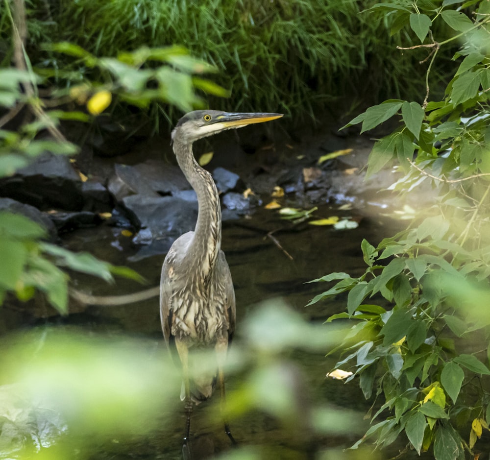 a bird is standing in the water near some plants