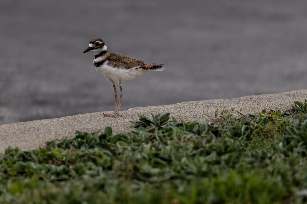 a small bird standing on top of a cement slab