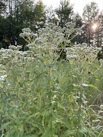 Tall green plants with clusters of small white flowers grow in a sunlit field, with a backdrop of dense trees and a soft, partially visible sun in the sky. The scene conveys a natural, slightly wild setting with vegetation thriving in a mixed forest and open grassland environment.