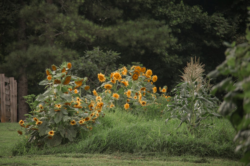 a field of sunflowers and corn in a field