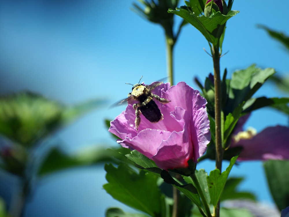 a bee sitting on top of a purple flower