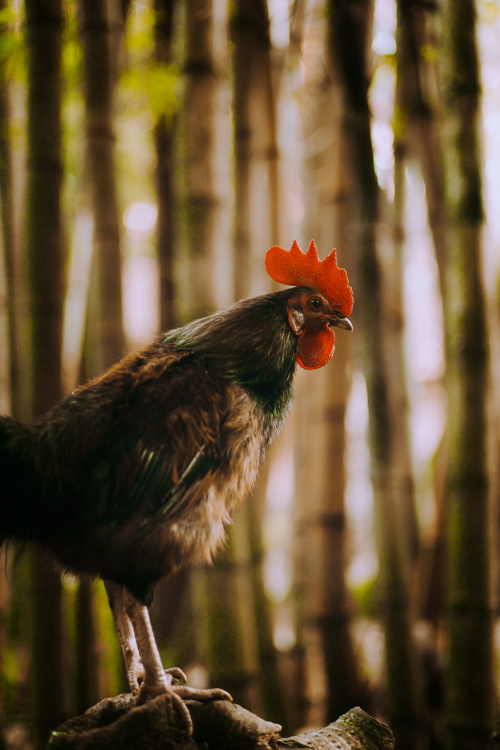 a rooster standing on a log in a forest