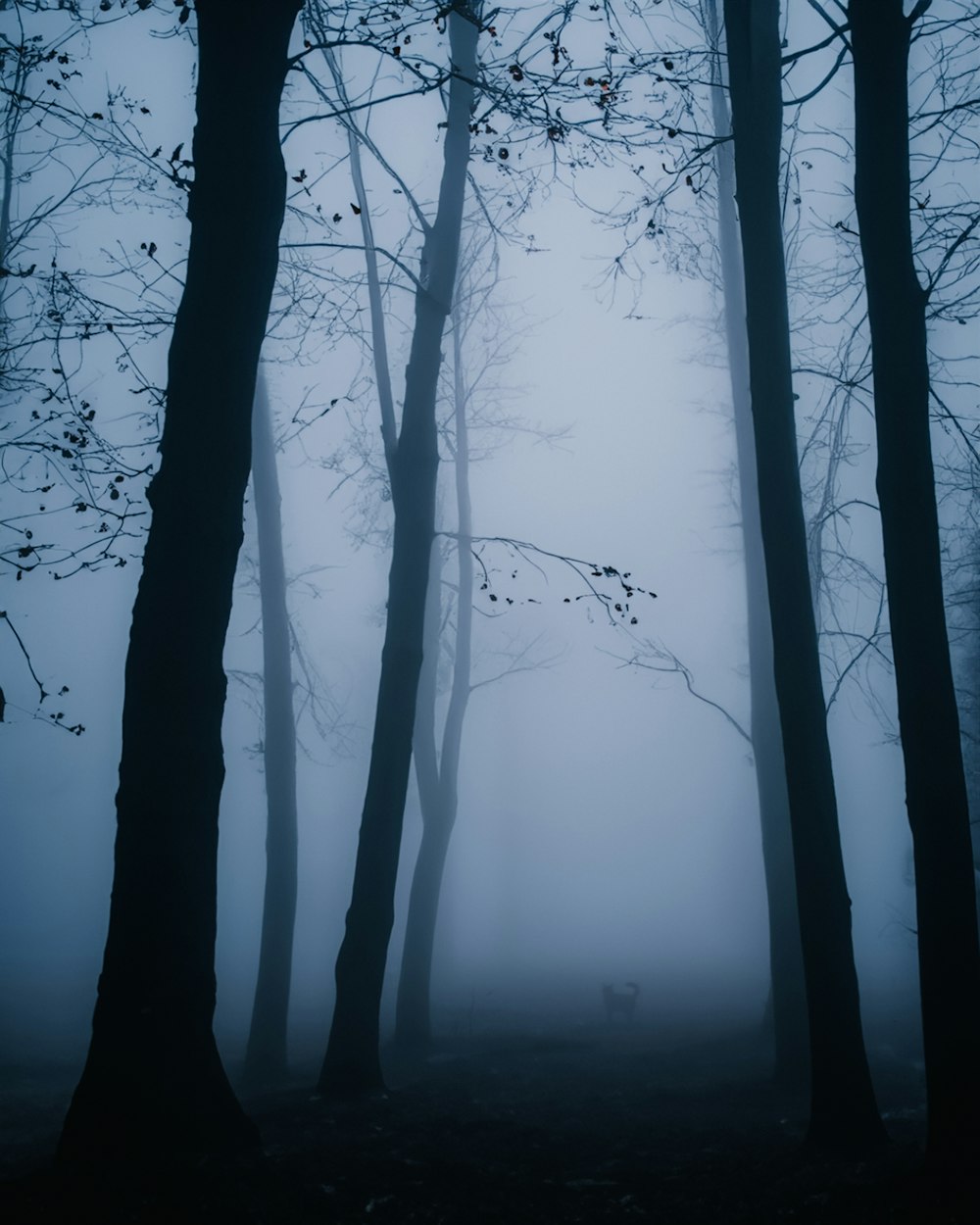 a foggy forest filled with lots of trees