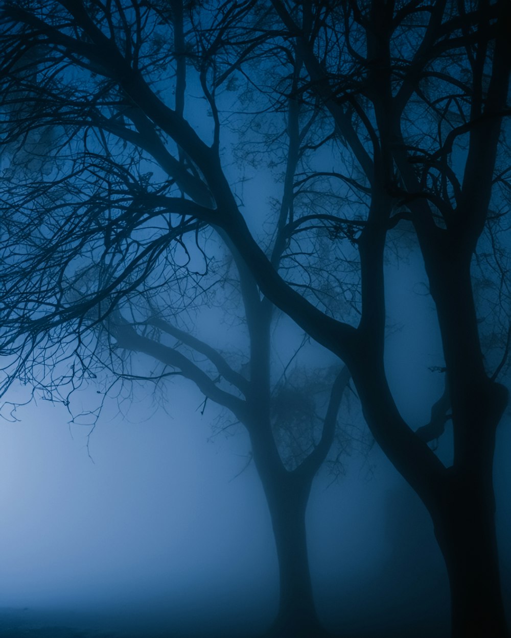 a tree with no leaves in the fog