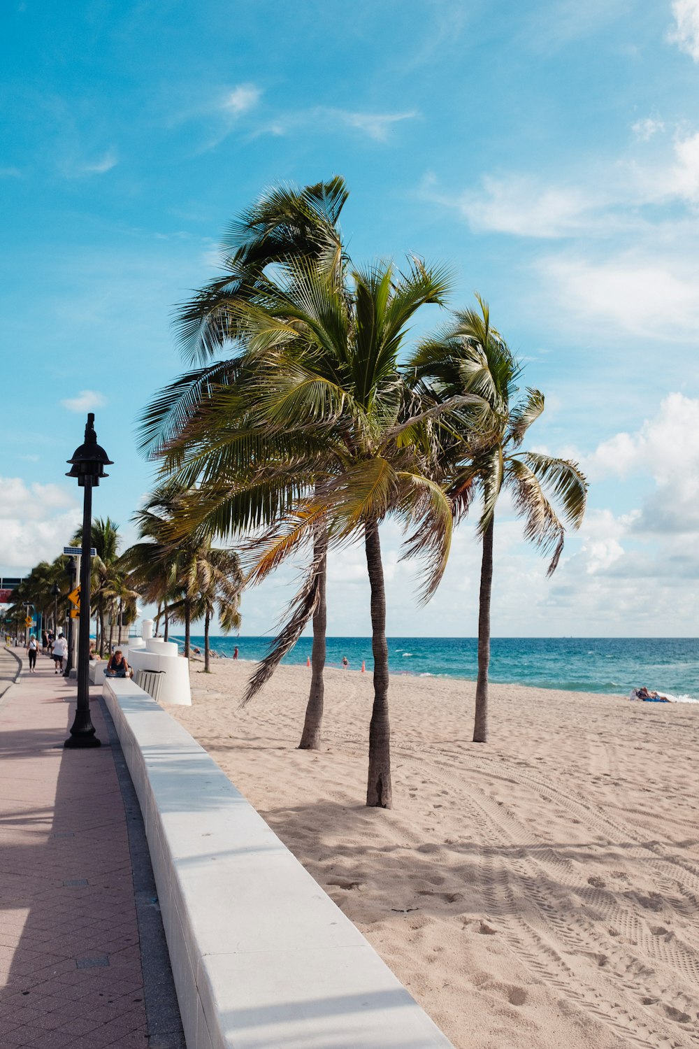 palm trees line a sidewalk along the beach