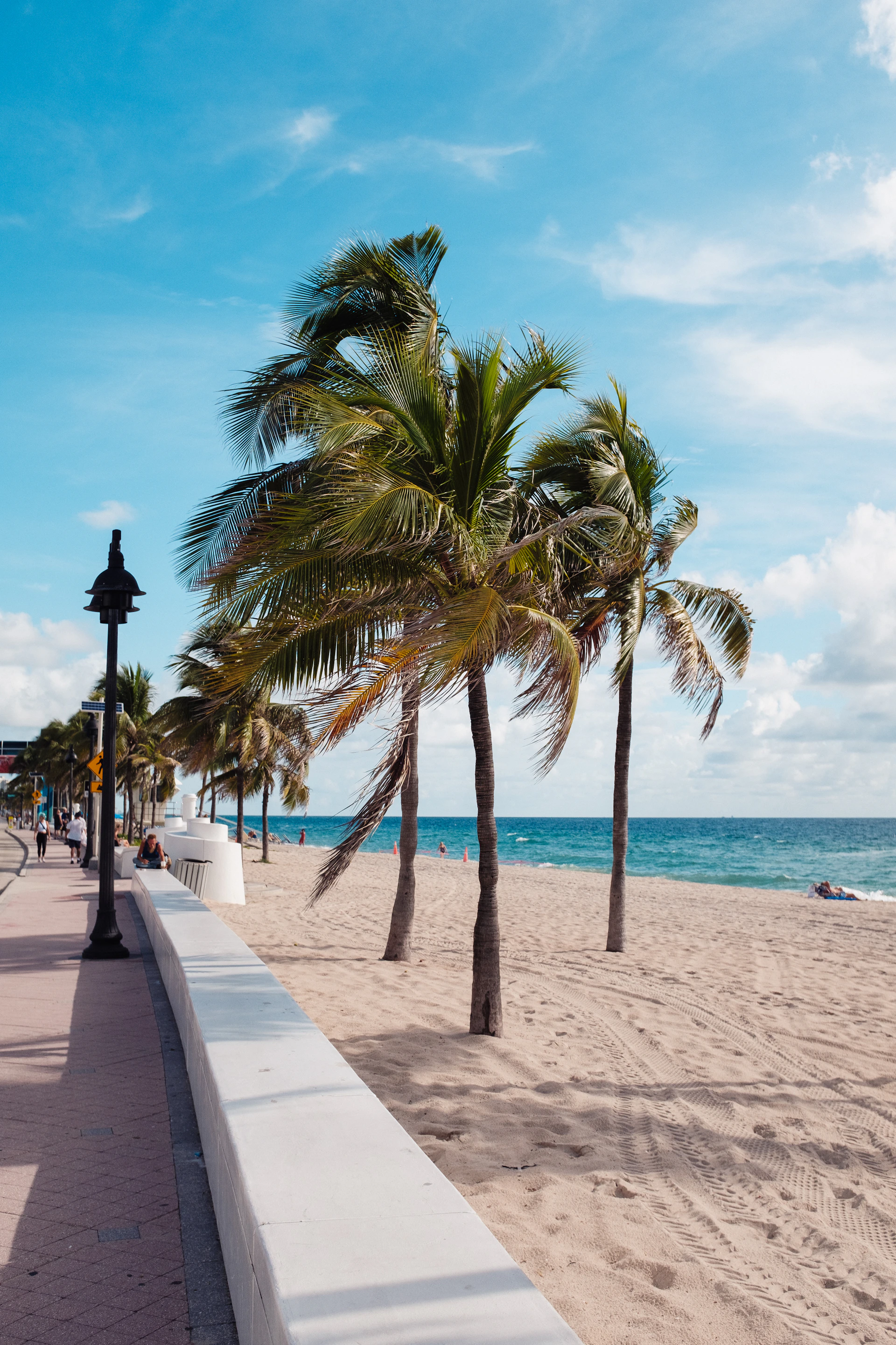 palm trees line a sidewalk along the beach