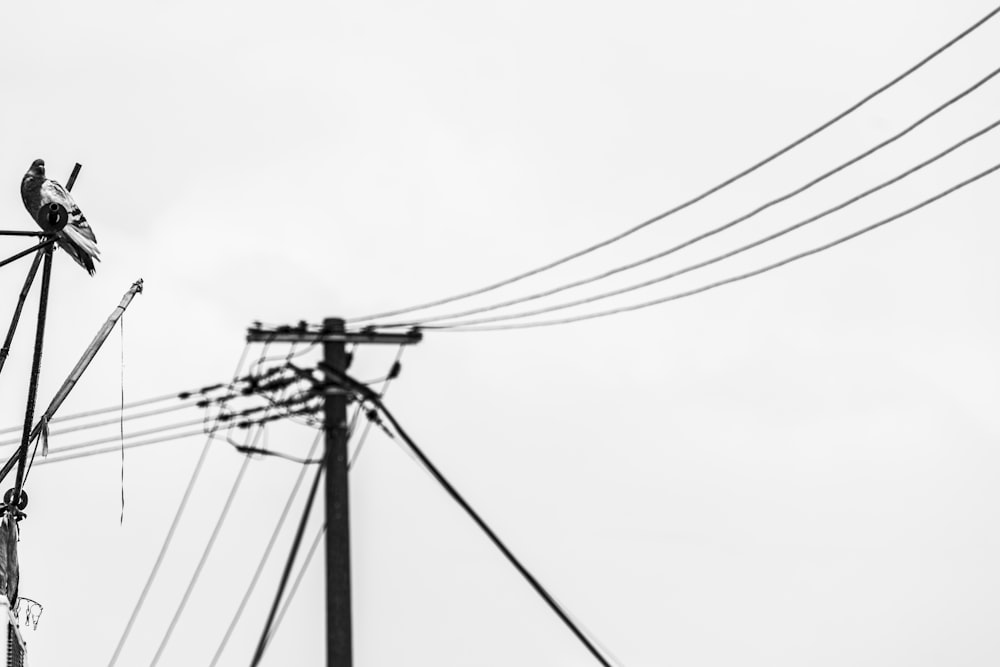 a bird sitting on top of a power pole