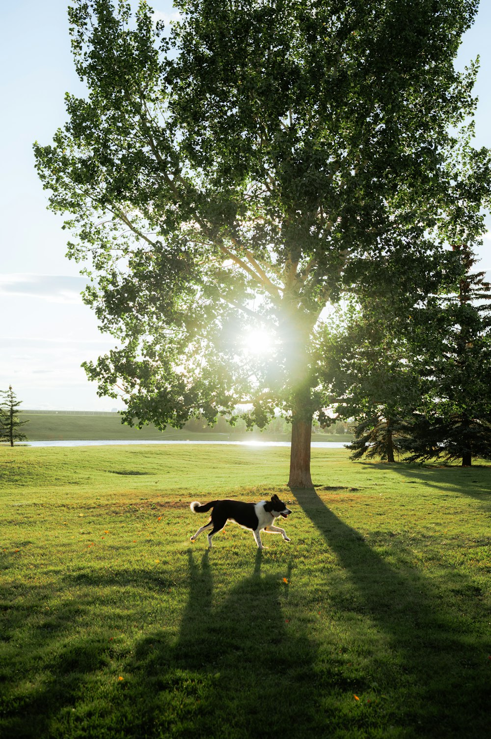 a black and white dog standing next to a tree