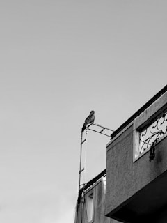 A bird perched on a metallic structure attached to the edge of a building. The image is in black and white, highlighting the contrast between the bird and the simple architecture.