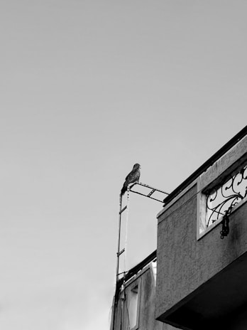 A bird perched on a metallic structure attached to the edge of a building. The image is in black and white, highlighting the contrast between the bird and the simple architecture.