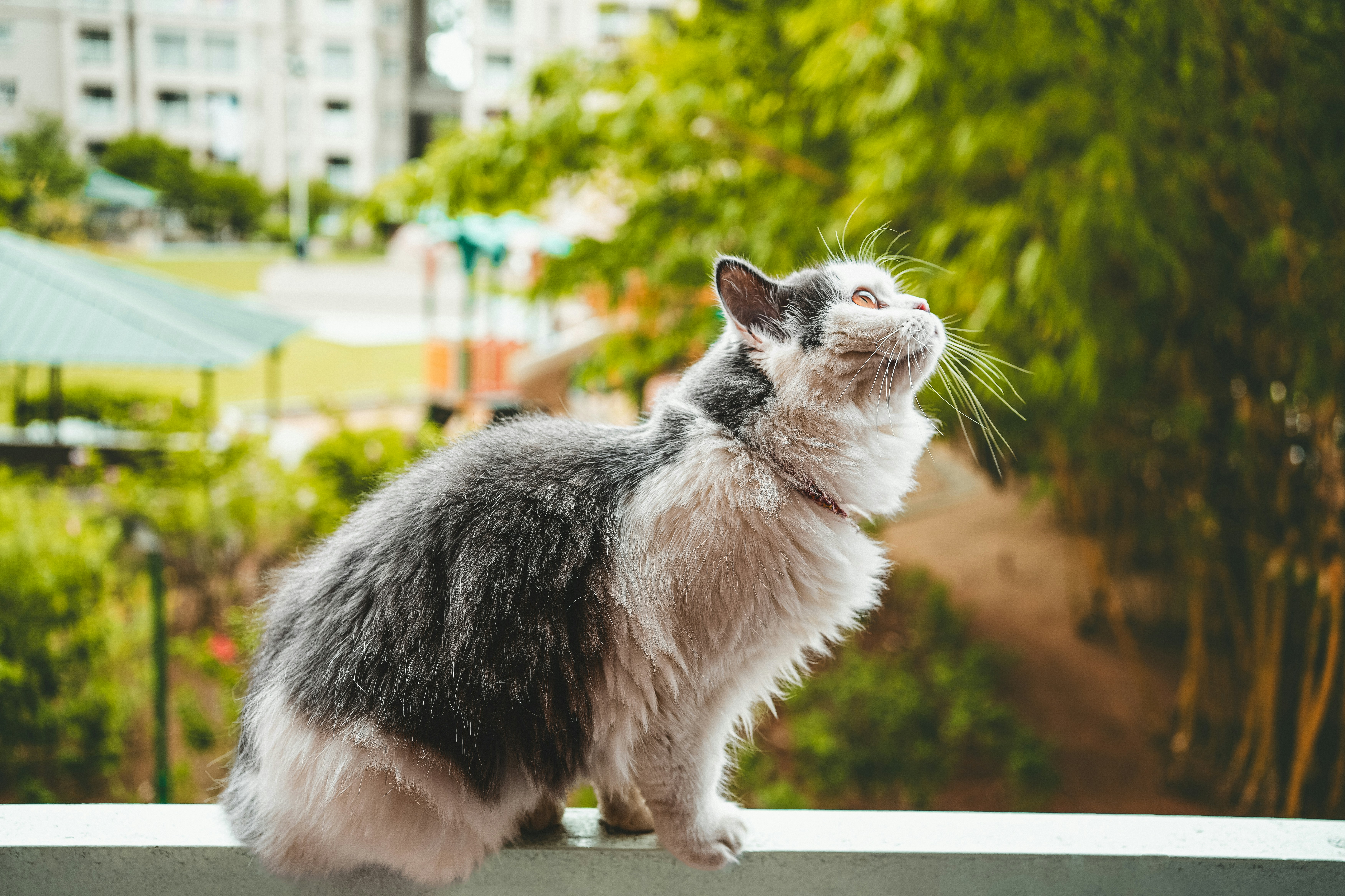 Beautiful Ragdoll cat resting