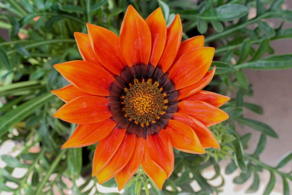 an orange flower with a brown center surrounded by green leaves