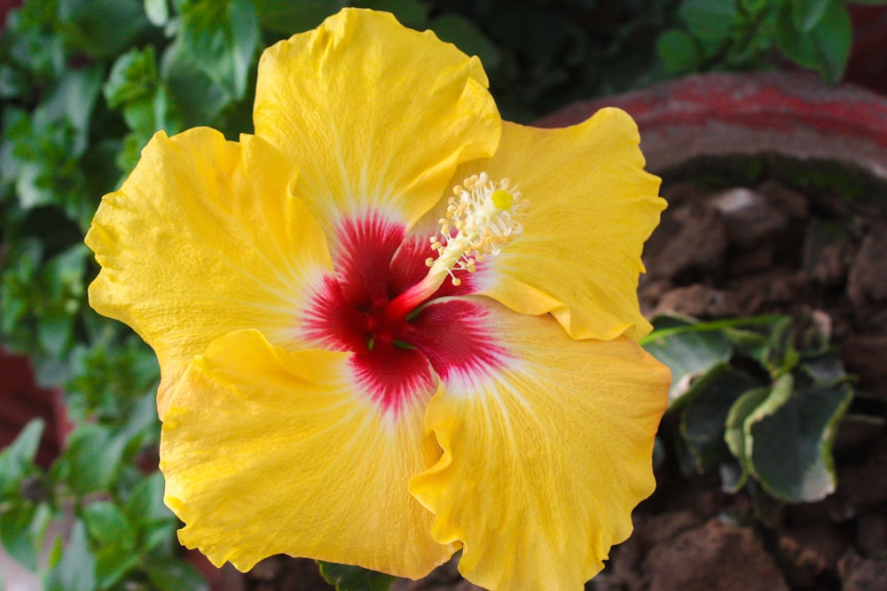 a yellow flower with a red center in a garden