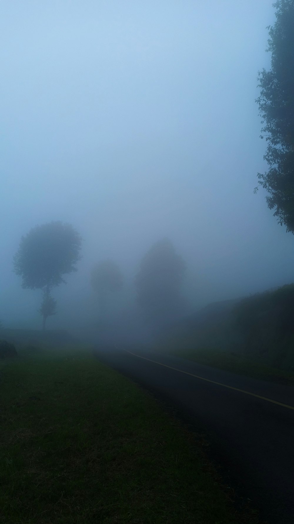 a foggy road with three trees in the distance