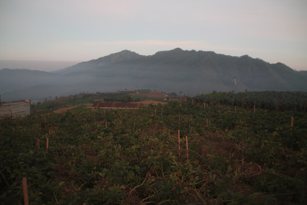 a view of a mountain range in the distance