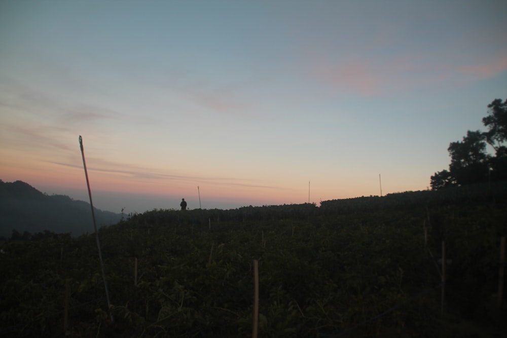 une personne debout au sommet d’une colline verdoyante